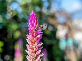 uma abelha está pousando na ponta de uma flor celosia argentea foto