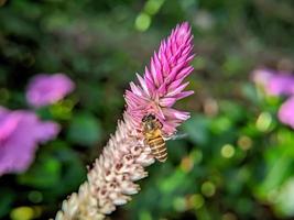 uma abelha está voando e sugando o néctar de mel em uma flor roxa foto