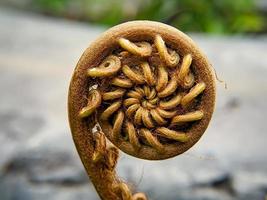 brotos de samambaia marrom em forma de espiral close-up no fundo bokeh foto