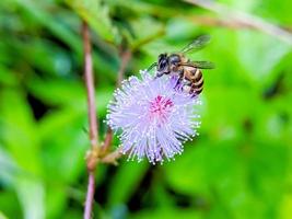 uma abelha está pousando na ponta de uma flor foto