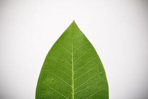 esqueletos e textura de folha verde com gota de água para plano de fundo macro isolado no fundo branco foto