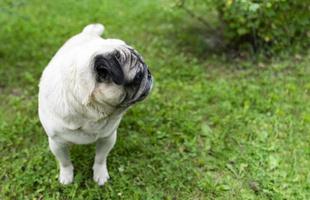 um velho pug olhando para o lado em um prado verde. fotos de boa qualidade