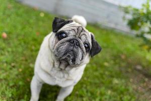 um velho pug olhando para o topo em um prado verde. fotos de boa qualidade