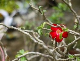 flor vermelha atraente para a escolha foto