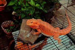 dragão barbudo vermelho. fotografia de lagarto foto