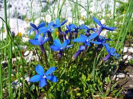 lindas flores silvestres de genciana alpina foto