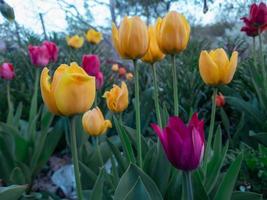 tulipas, tulipas coloridas no jardim. foto