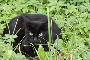 gato preto sentado na grama verde foto