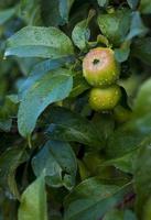 maçãs maduras em galhos. maçãs vermelhas com folhas verdes penduradas na árvore no jardim de outono e prontas para a colheita.