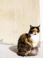 gato tricolor em um espaço de cópia de fundo marrom foto