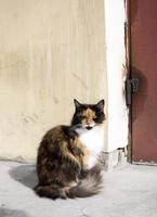 gato tricolor em um espaço de cópia de fundo marrom foto