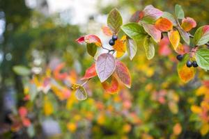folhas de fundo de outono brilhante e frutos de arbusto de chokeberry foto