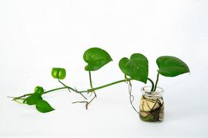 decoração de plantas de casa em fundo branco isolado. floral tropical para interior de casa em design minimalista foto