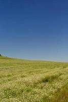 campo de trigo com céu azul ao fundo foto