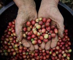 fechar a mão segurando grãos de café frescos foto