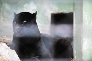 animais no zoológico foto