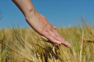 mão no campo de trigo foto