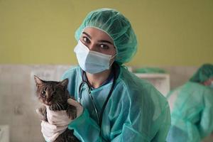 uma médica no hospital de animais na sala de cirurgia gato doente bonito pronto para exame e tratamento veterinário foto