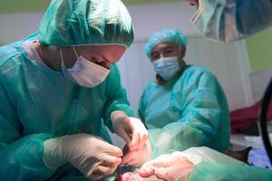 cirurgia abdominal real em um gato em um ambiente hospitalar foto