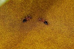 formigas de coquetel fêmeas adultas foto
