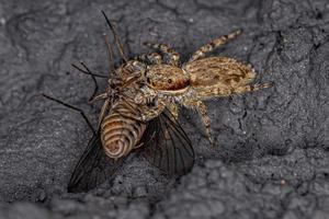 pequena aranha saltadora de parede cinza atacando uma mosca de abelha adulta foto