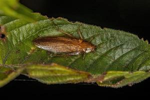 barata de madeira adulta foto