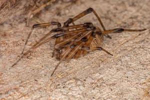 aranha viúva marrom adulta fêmea foto