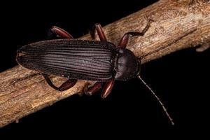 besouro escuro com garras em pente adulto foto