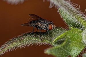 mosca de cerdas adulta foto