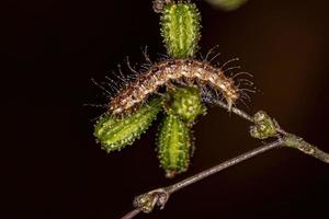 lagarta de mariposa pequena foto