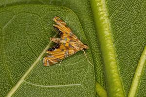 mariposa crambida adulta foto