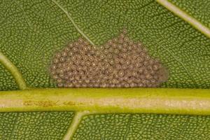 muitos pequenos ovos de insetos de mariposa foto