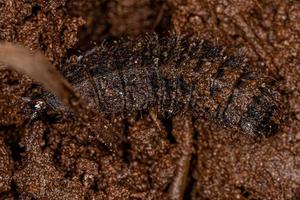 larvas de mosca soldado pequeno foto