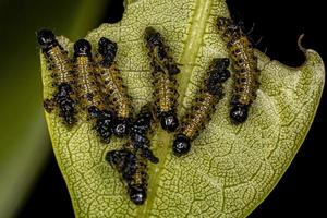 larvas de besouro foto