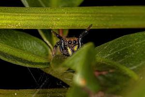 pequena aranha saltadora foto