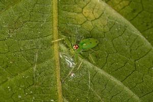 aranha saltadora verde translúcida fêmea adulta foto