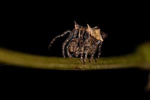 pequeno orbweaver típico foto