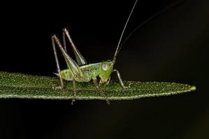 folha ninfa katydid foto