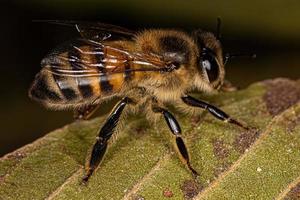 abelha de mel ocidental fêmea adulta