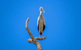 Openbill asiático empoleirado no fundo do céu azul da árvore foto