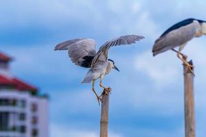 nycticorax nycticorax em ambiente natural foto