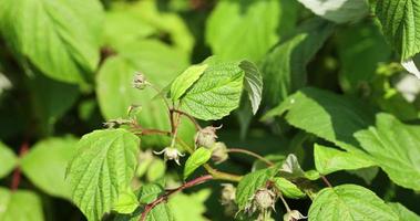 framboesas verdes em tempo ventoso no jardim foto