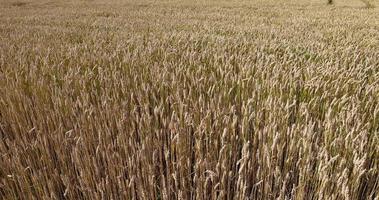 um campo agrícola onde o trigo é cultivado necessário para fazer pão foto