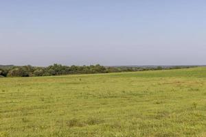 campo com grama para colheita de forragem para vacas foto