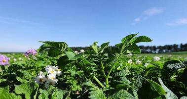 campo de batata com arbustos verdes de batatas floridas foto