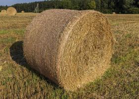 um campo com cereais no verão foto