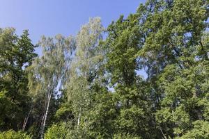 floresta mista com árvores de diferentes espécies na temporada de verão foto