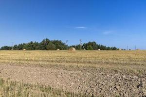 um campo com cereais no verão foto