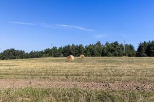 um campo com cereais no verão foto