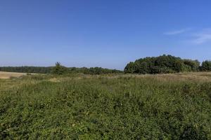 floresta com árvores diferentes no verão foto